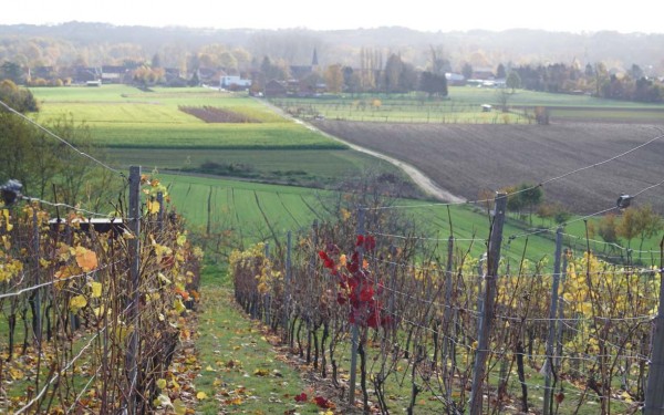 19 Hagelandse wijngaard met Houwaart op achtergrond bis